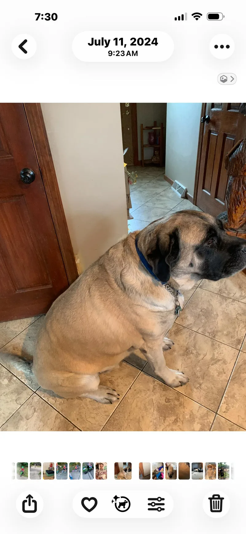 An adult extra large-sized male Bullmastiff dog named Frankie for adoption in Ardara, PA