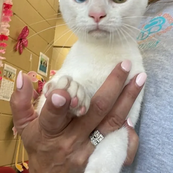 A young medium-sized female White American Bobtail cat named Alice Eve for adoption in Fort Payne, AL
