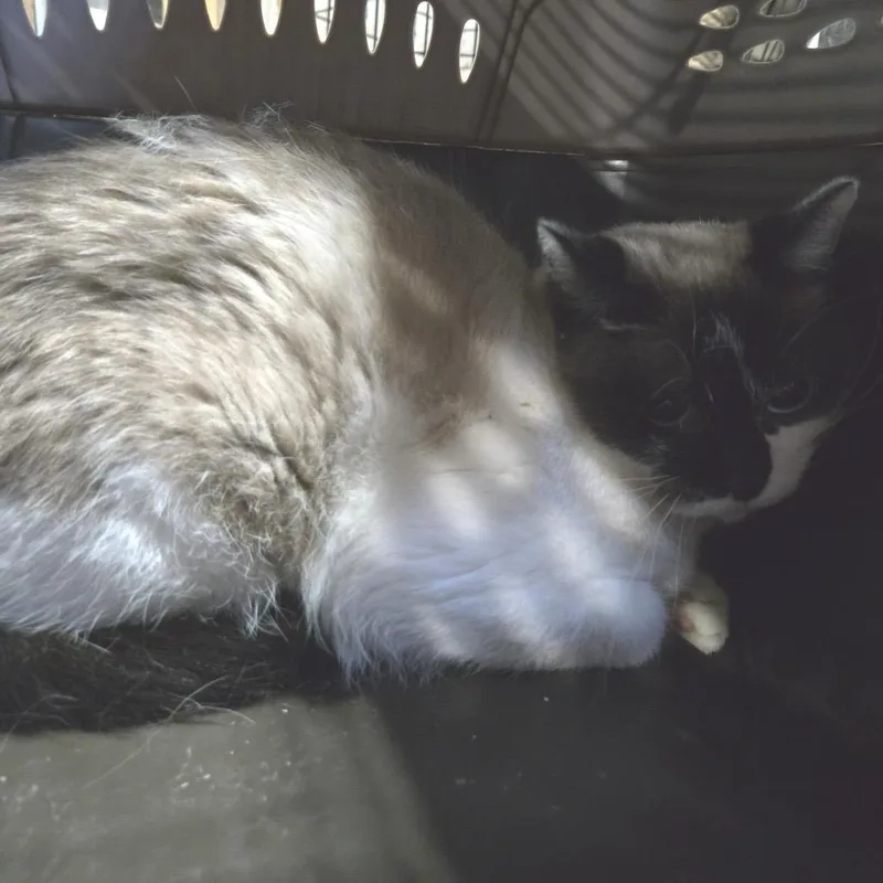 An adult small-sized female Snowshoe cat named Carina for adoption in Sioux Falls, SD