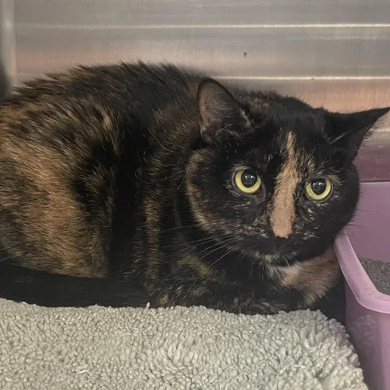 A senior large-sized female Tortoiseshell Domestic Short Hair cat named Bethany for adoption in Port Charlotte, FL