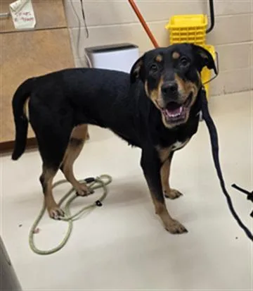 A young large-sized female Rottweiler dog named Millie for adoption in Aliquippa, PA