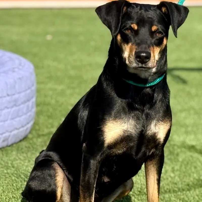 An adult small-sized female Black Doberman Pinscher dog named Glory for adoption in Hondo, TX