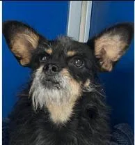 An adult medium-sized male Terrier dog named Moshie for adoption in West Bloomfield, MI
