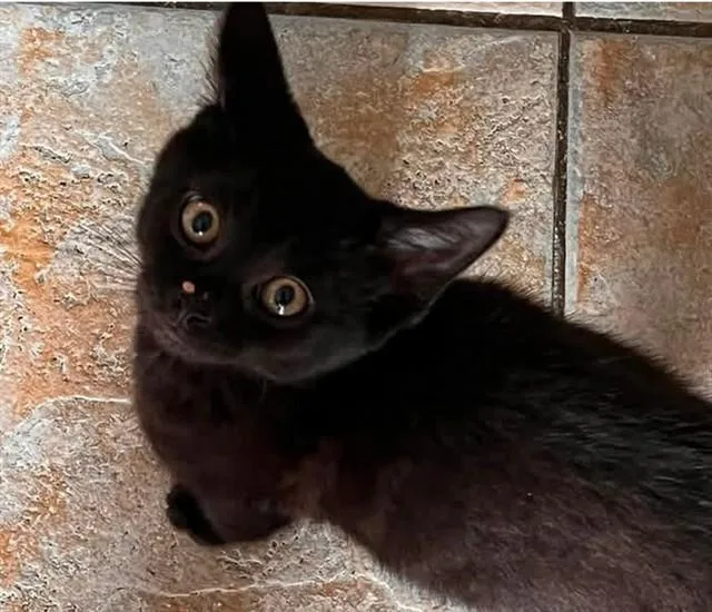 A baby small-sized male Domestic Short Hair cat named Alex for adoption in Springfield, MA
