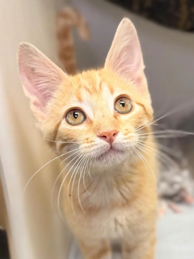 A baby medium-sized male Domestic Short Hair cat named Ernest for adoption in Menomonie, WI