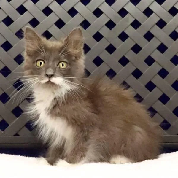 A baby small-sized female Domestic Long Hair cat named Scrubs for adoption in Fort Davis, TX
