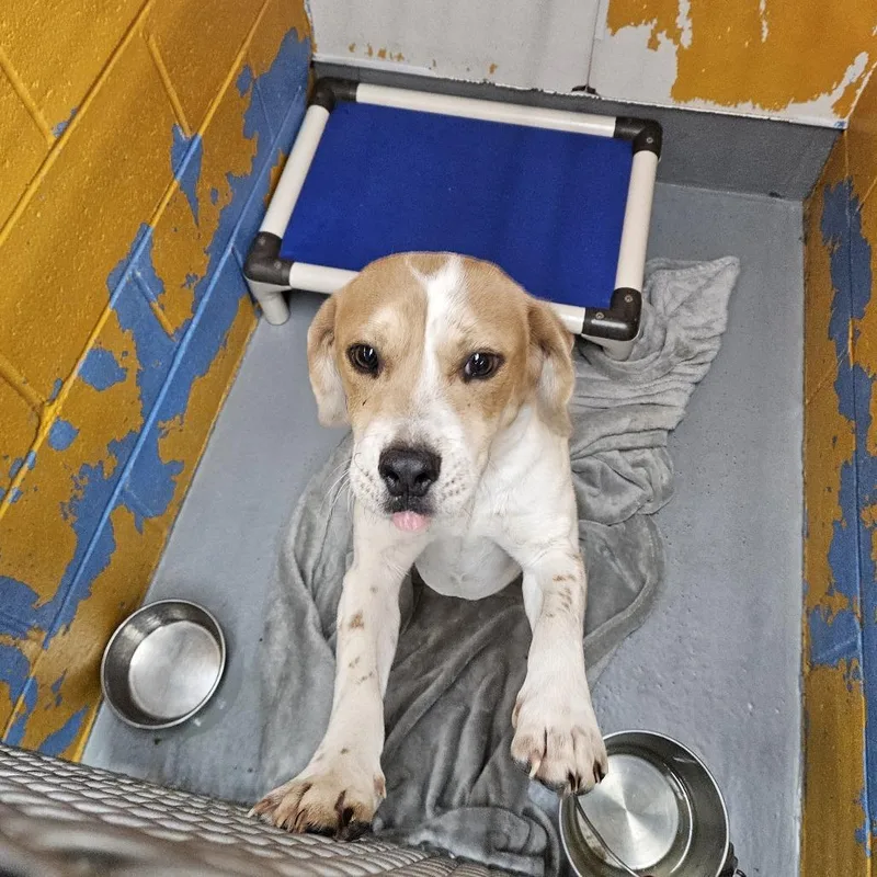 A young small-sized male White / Cream Beagle dog named Buck for adoption in Ridgely, MD