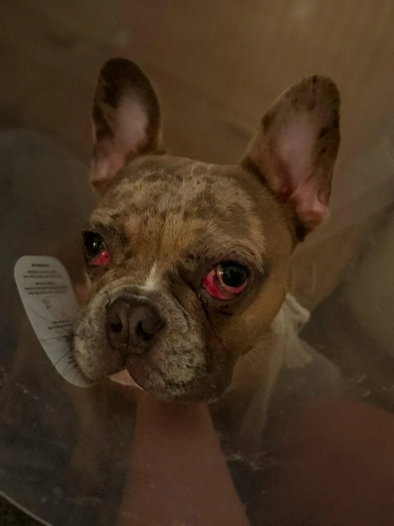 A young medium-sized male French Bulldog dog named Chaos for adoption in Tenafly, NJ