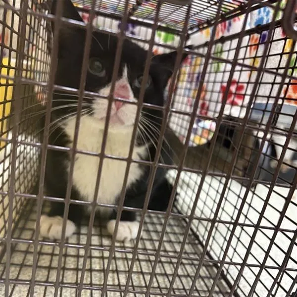 An adult medium-sized male Black Domestic Short Hair cat named Da Vinci for adoption in Windsor, VA