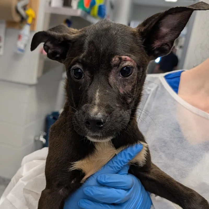 A baby small-sized female Mixed Breed dog named Egg for adoption in Greenville, SC