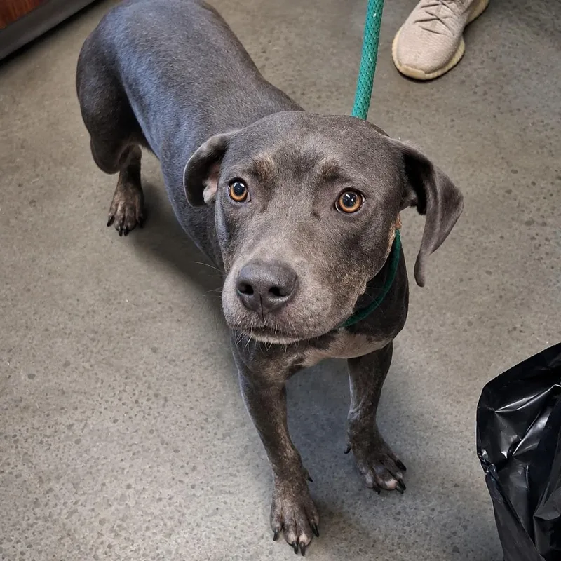 An adult medium-sized female Pit Bull Terrier dog named Cappuccino for adoption in Gautier, MS