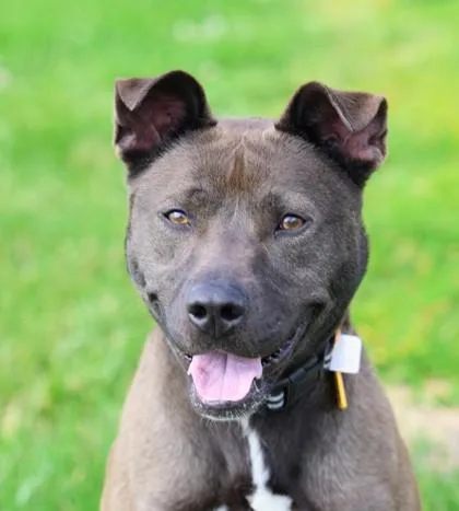 A young medium-sized male Brown / Chocolate Mixed Breed dog named Wayne for adoption in Hamilton, OH