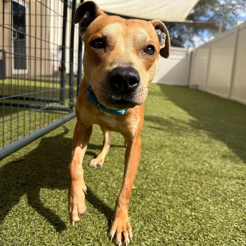 A young medium-sized male Yellow / Tan / Blond / Fawn Mixed Breed dog named Gilligan for adoption in Titusville, FL