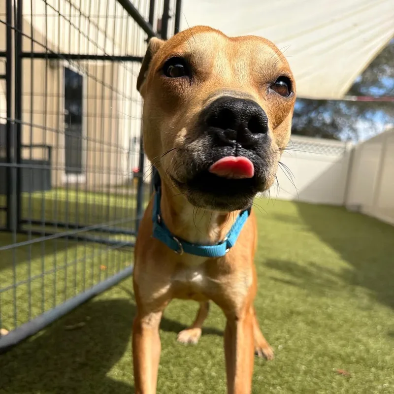 Gilligan thumbnail 2