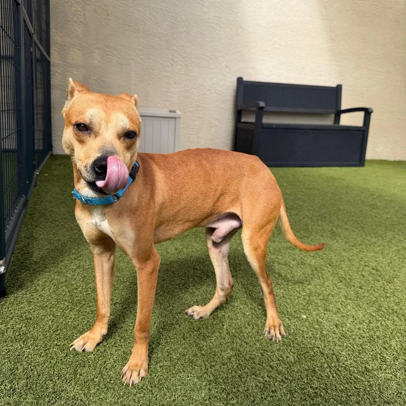 Gilligan thumbnail 3