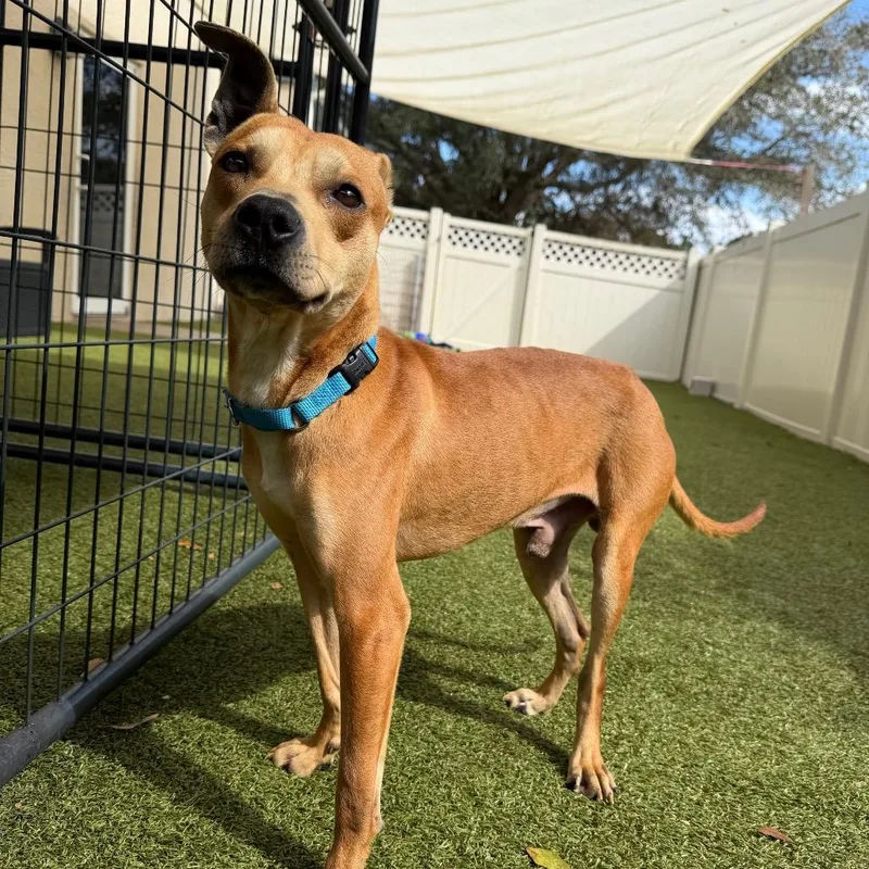 Gilligan thumbnail 4