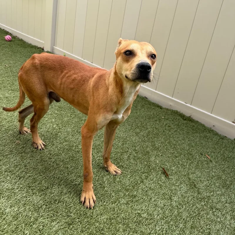 Gilligan thumbnail 5