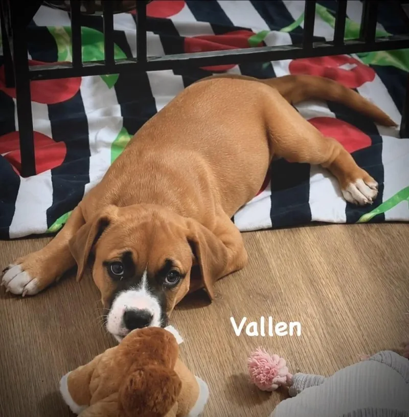 Vallen thumbnail 4