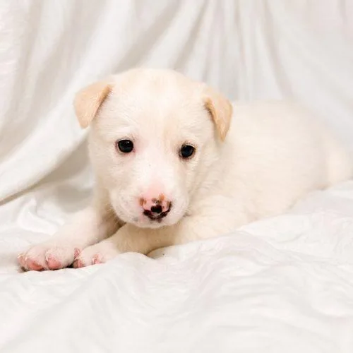 A baby small-sized female Yellow / Tan / Blond / Fawn Smooth Collie dog named Tiara for adoption in Lathrop, CA