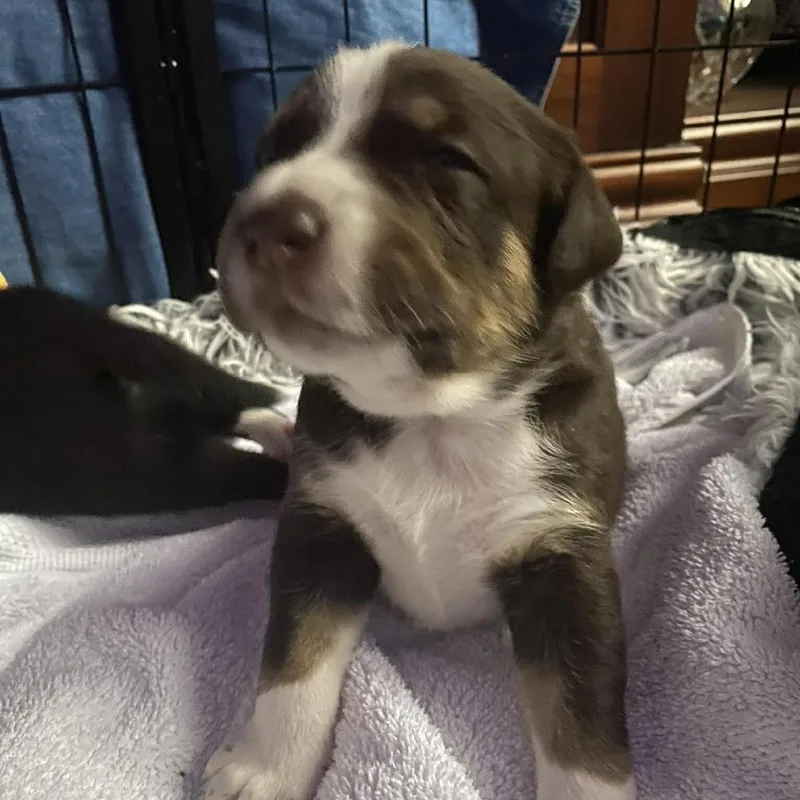 A baby small-sized male White / Cream Labrador Retriever dog named Handsome Jack for adoption in Austin, TX
