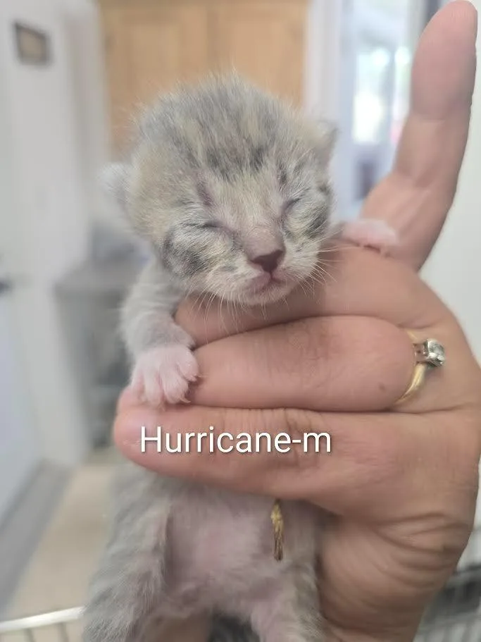 A baby large-sized male Domestic Short Hair cat named Hurricane for adoption in Glenfield, NY