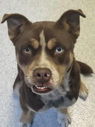 An adult medium-sized male Brown / Chocolate Mixed Breed dog named Oden for adoption in Roseburg, OR