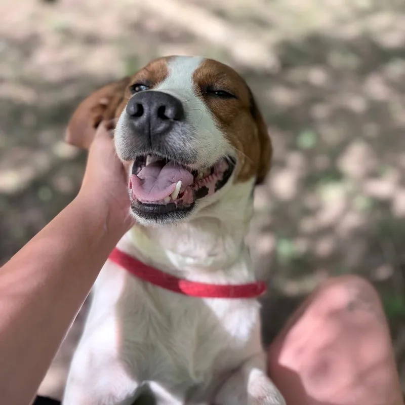 A young medium-sized male Brown / Chocolate Beagle dog named Ll for adoption in Birmingham, AL