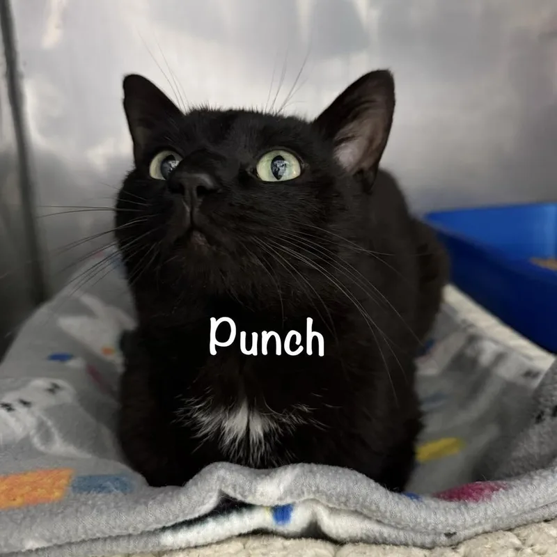 A young medium-sized male Black Domestic Short Hair cat named Punch for adoption in Grand Rapids, MI