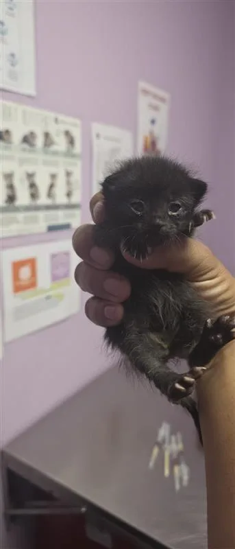 A baby small-sized female Black Domestic Short Hair cat named 61579001 for adoption in El Paso, TX