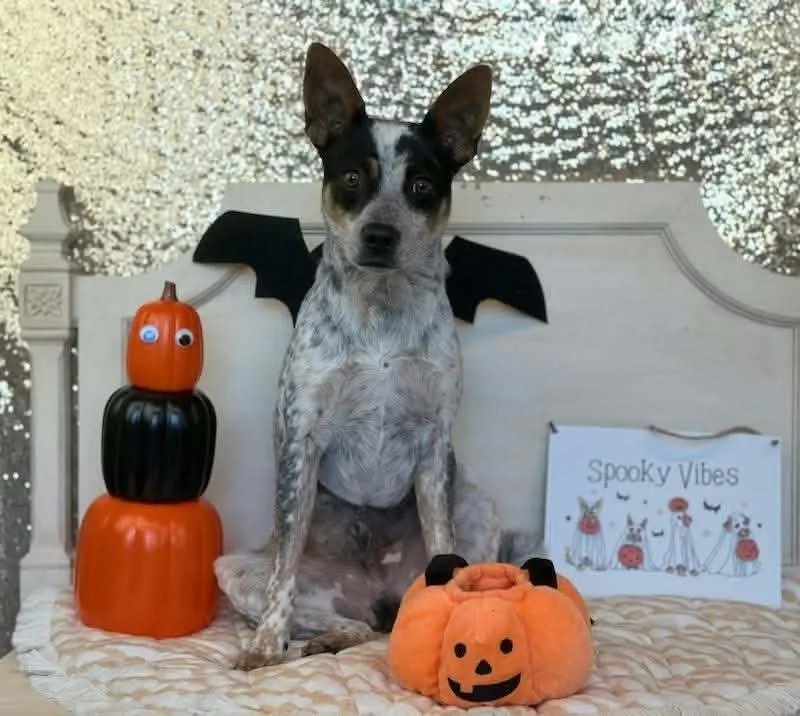A baby medium-sized male Australian Cattle Dog / Blue Heeler dog named Aladdin for adoption in Las Vegas, NV