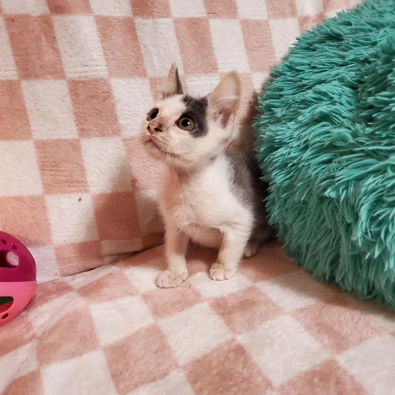 A baby small-sized female Black Domestic Short Hair cat named Cloud for adoption in Jefferson city, TN