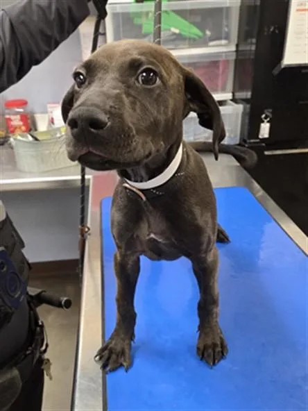 A baby large-sized male Pit Bull Terrier dog named Mushroom for adoption in Phoenix, AZ
