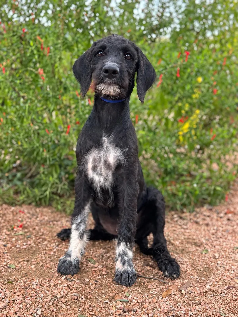 A young medium-sized female Labrador Retriever dog named Ruby for adoption in Helotes, TX