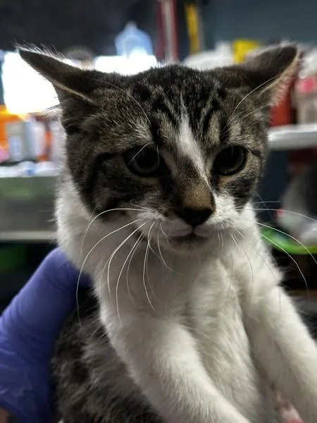 A young small-sized female Domestic Short Hair cat named Brooke for adoption in Vallejo, CA
