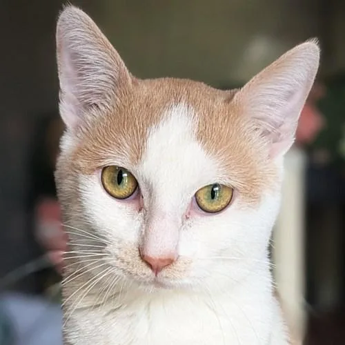 A young medium-sized male Orange & White Domestic Short Hair cat named Oliver for adoption in Sequim, WA