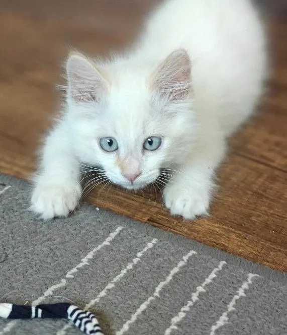 A baby small-sized male Siamese cat named Mooski for adoption in San Jose, CA