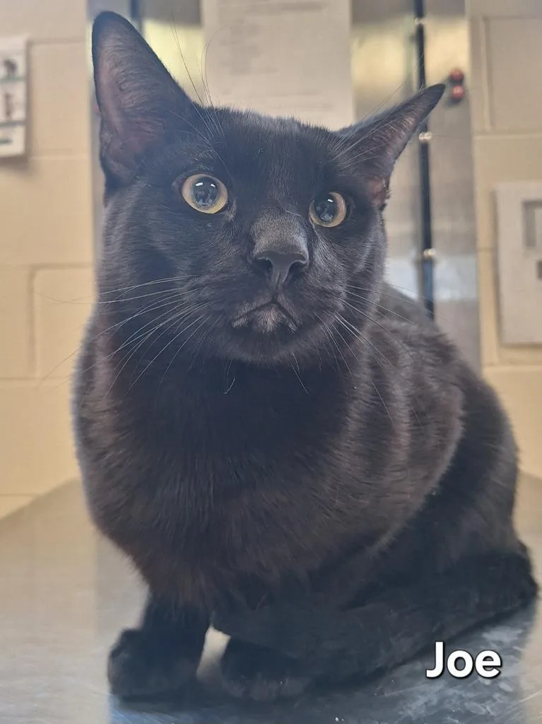 A young large-sized male Domestic Short Hair cat named Joe for adoption in Grand Forks, ND