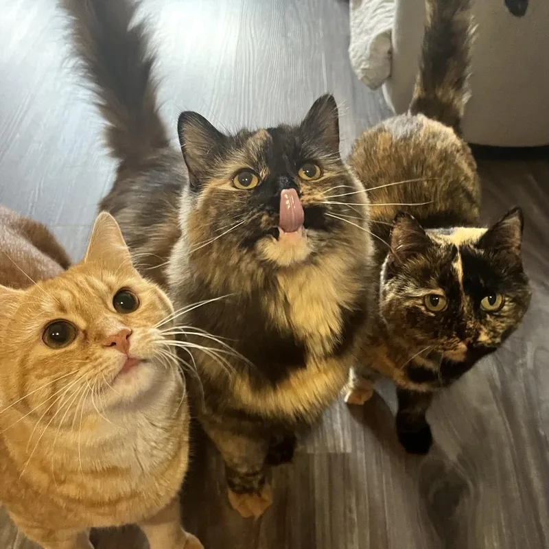 An adult large-sized female Domestic Long Hair cat named Danu for adoption in Medina, OH
