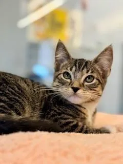 A baby medium-sized female Tabby (Brown / Chocolate) Domestic Short Hair cat named Theodora for adoption in Winter Haven, FL