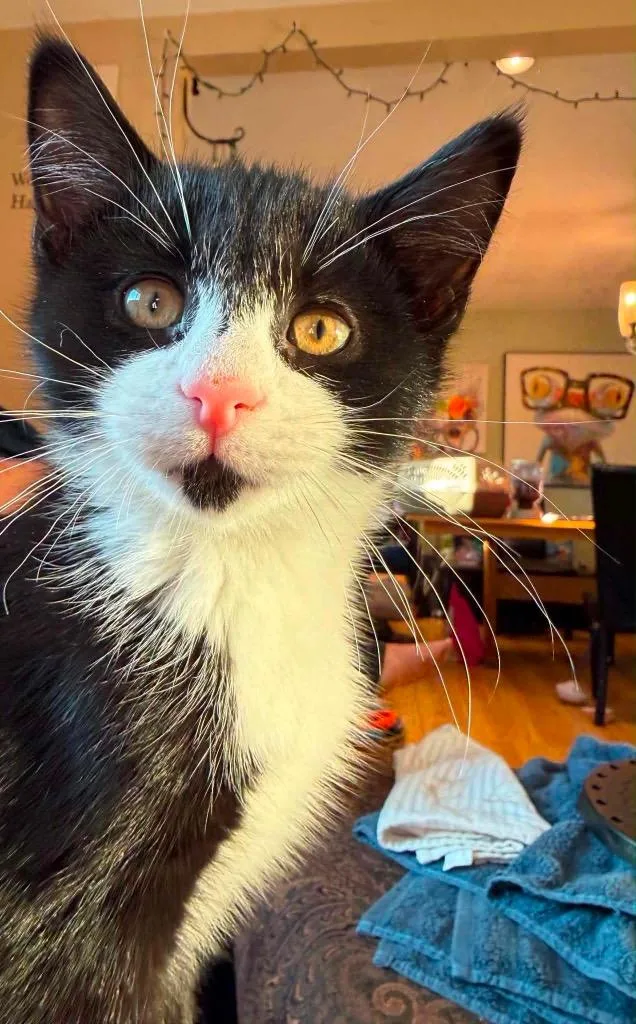 A baby small-sized male Domestic Short Hair cat named Lima Bean for adoption in Gorham, ME