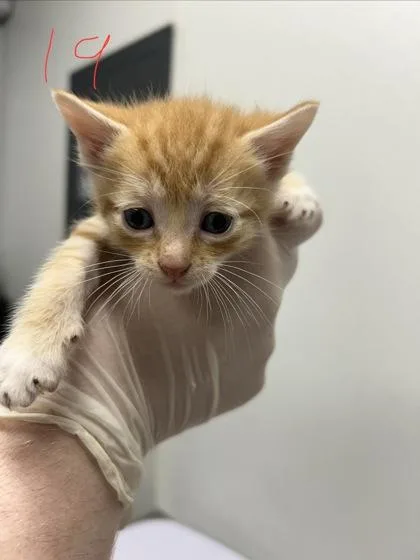 A baby small-sized male Domestic Short Hair cat named Kenny for adoption in West Chester, PA