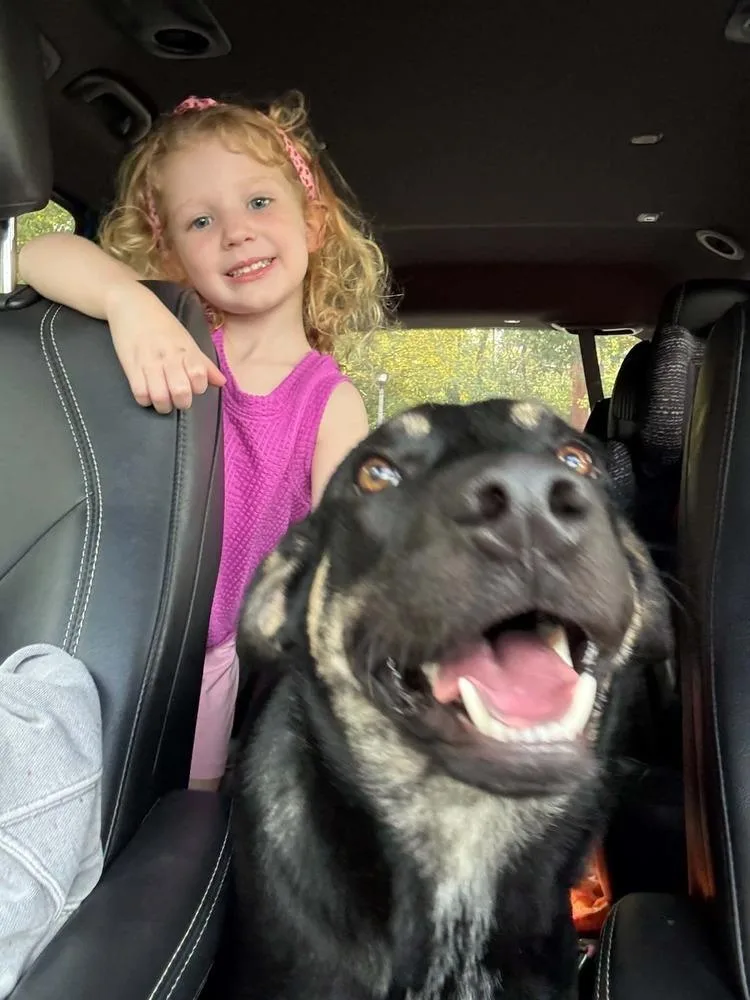 A young large-sized male Brown / Chocolate German Shepherd Dog dog named Dice for adoption in Aurora, IN