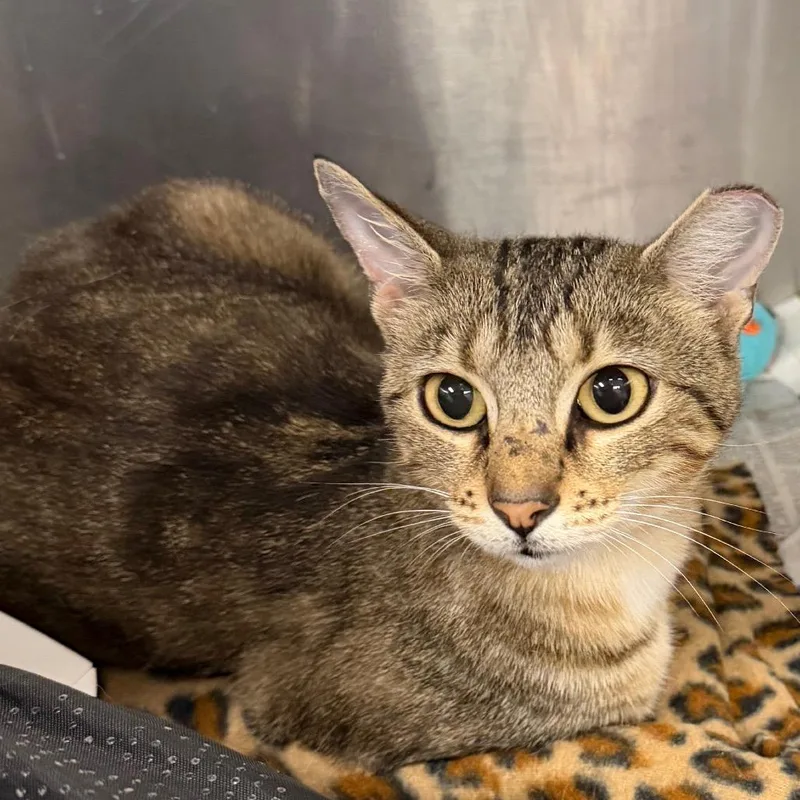 A young medium-sized female Brown / Chocolate Domestic Short Hair cat named Winnie for adoption in Belleville, IL