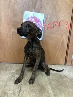A young small-sized female Catahoula Leopard Dog dog named Kamry for adoption in Welling, OK
