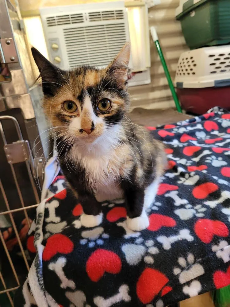 A baby small-sized female Domestic Short Hair cat named Cassie for adoption in Linton, IN