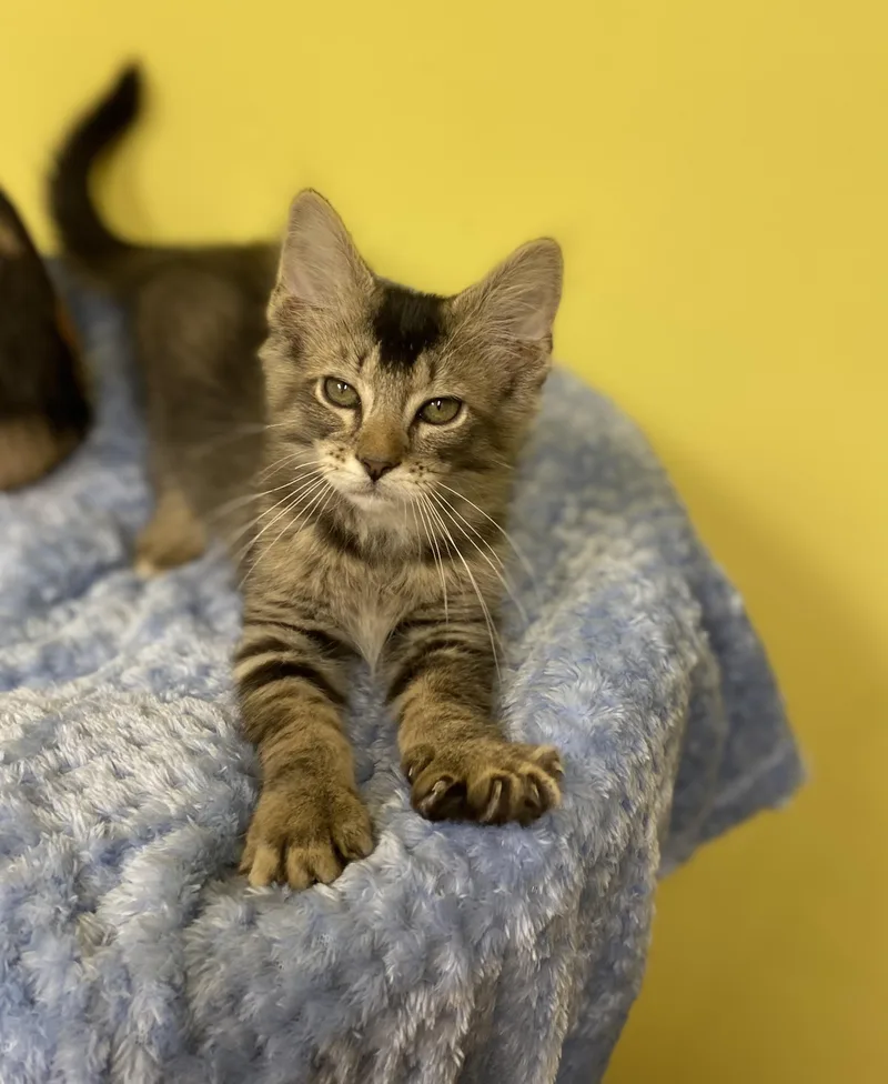A baby medium-sized male Tabby (Brown / Chocolate) Domestic Medium Hair cat named Figaro for adoption in Memphis, TN