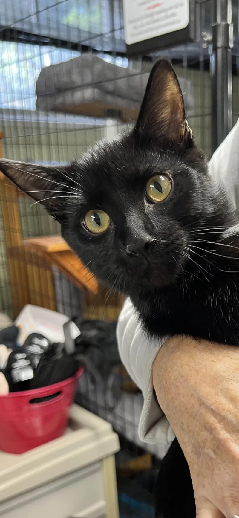An adult medium-sized male Domestic Short Hair cat named Ozzy for adoption in Holland, MI