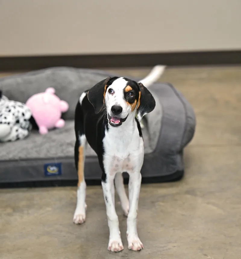 A young medium-sized male Tricolor (Brown, Black, & White) Hound dog named Jethro for adoption in Hot Springs, AR