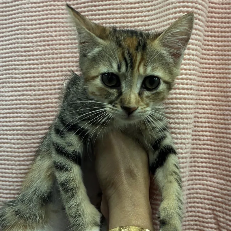 A baby small-sized female Torbie Domestic Short Hair cat named Nani for adoption in Sonoma, CA