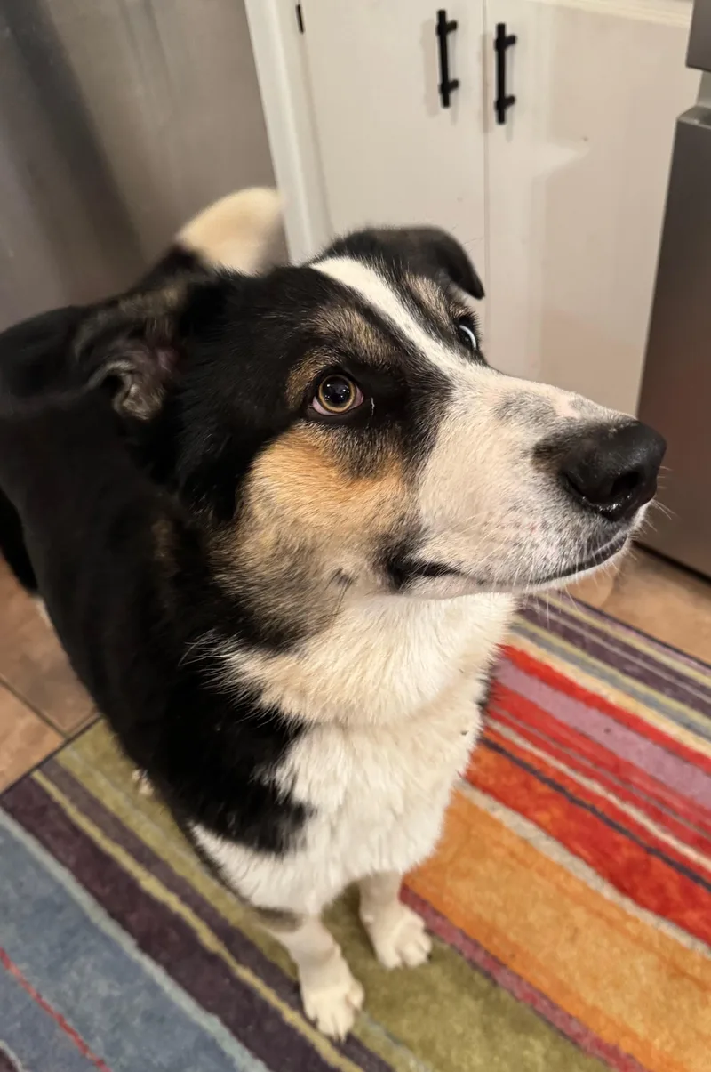 A young medium-sized male Brown / Chocolate Australian Shepherd dog named Kobi Alexander for adoption in Farmington, MO